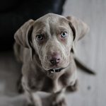 dog looking to attack