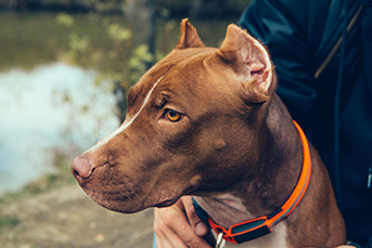 Milwaukee dog bite injury lawyer