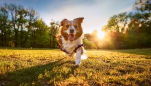 A dog plays at a park to symbolize the question of how long it takes to settle a dog bite claim.