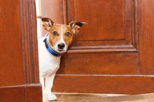 A Jack Russell Terrier sits at the front door at home. If you are bitten by a dog in Wisconsin, you should get medical help right away, report the attack, and speak with a lawyer who understands Wisconsin’s dog bite laws.